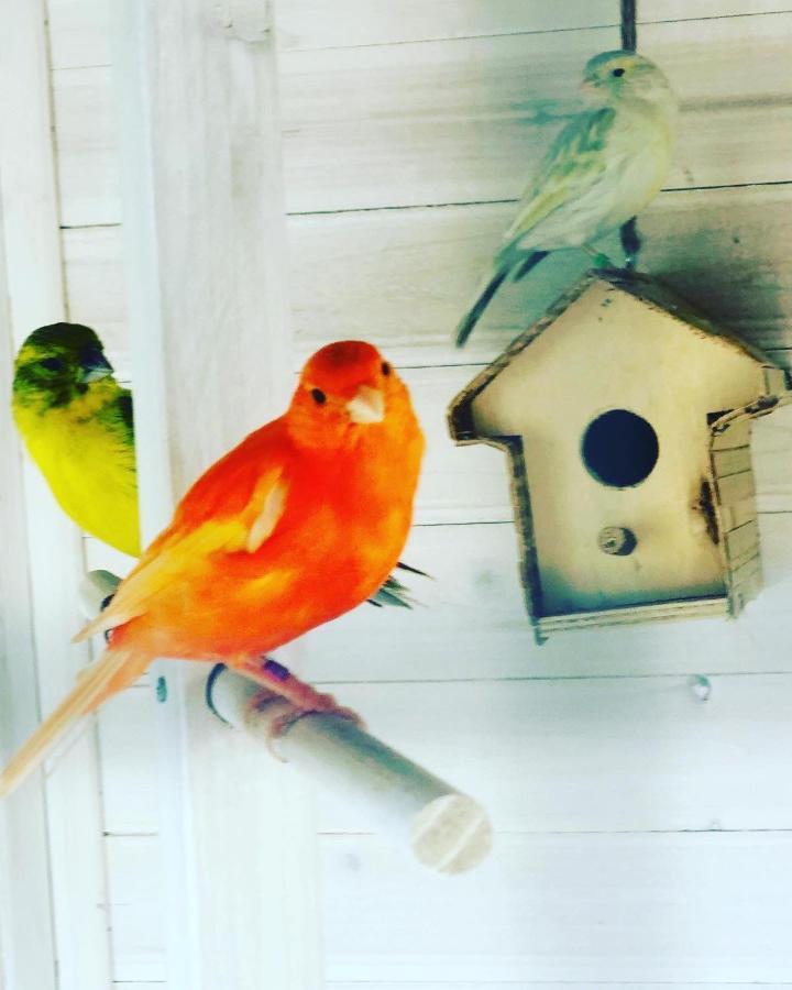 Casita Limon Andratx Villa Eksteriør billede